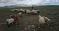 Adilcevaz’da yayla göçü başladı