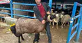 Kurban pazarında maliyet krizi üreticiyi terletiyor
