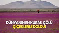 Dünyanın En Kurak Çölü Çiçeklerle Doldu!