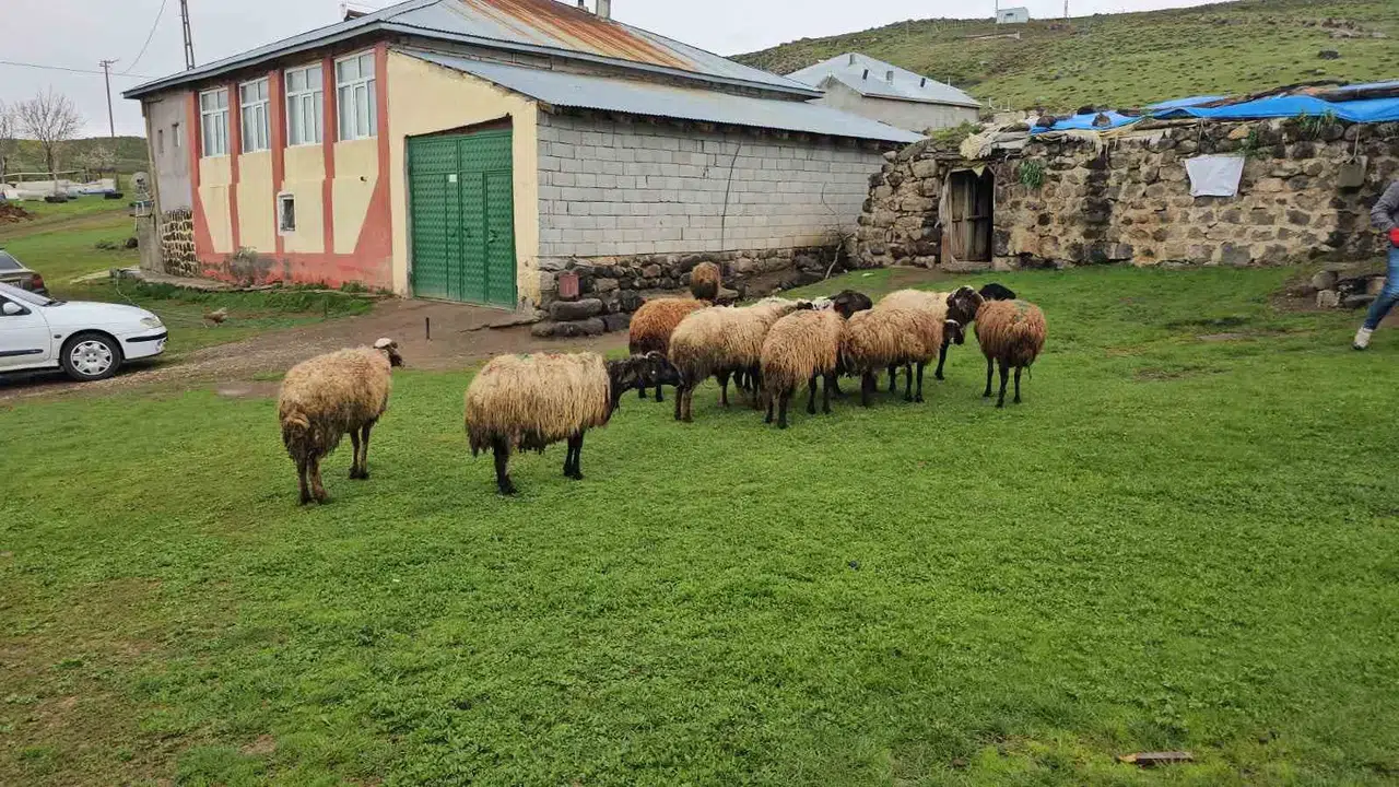 Bitlis'te kurt sürüsü ağılı bastı