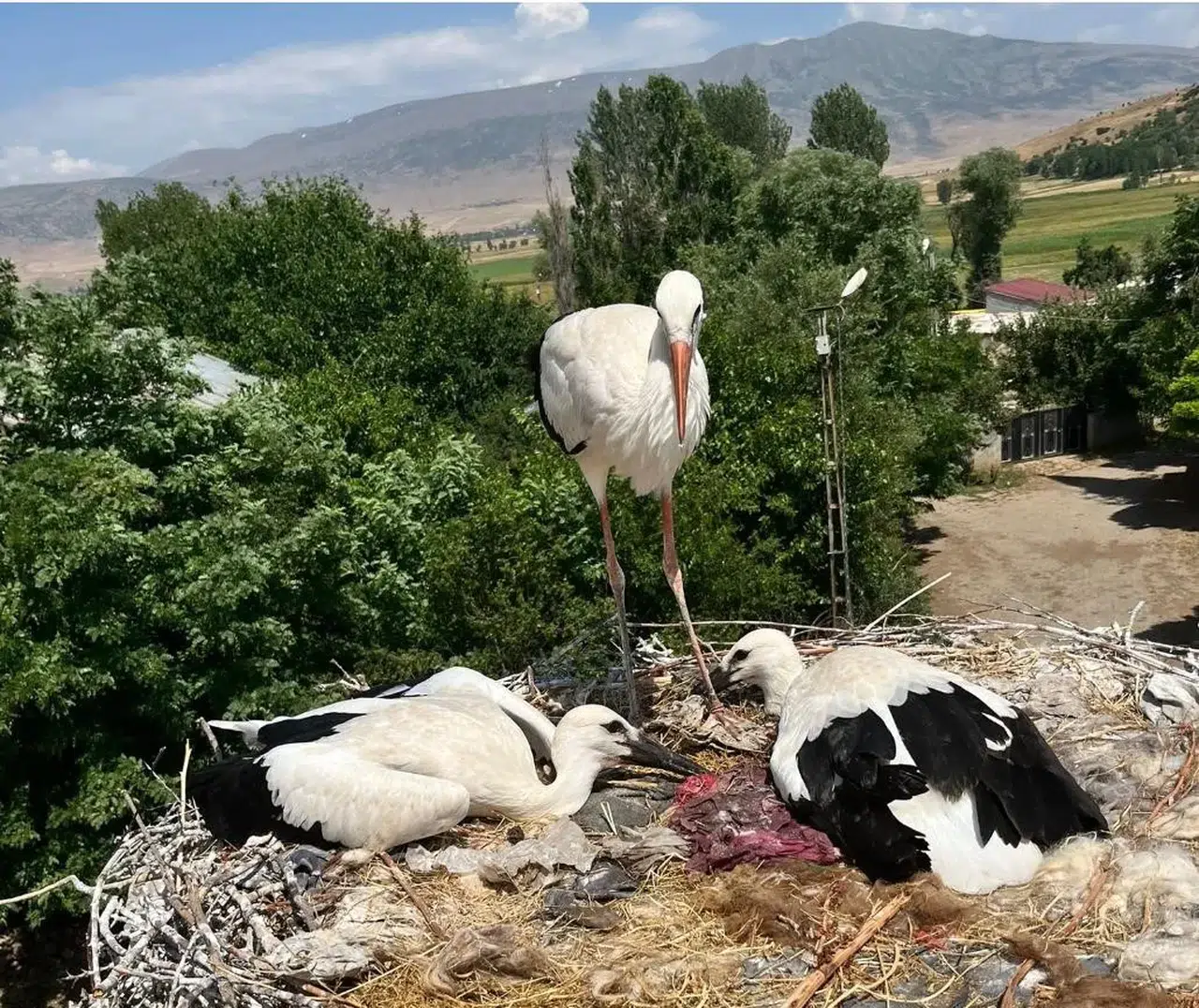 Bitlis'te yüksek gerilim hattındaki leylek ailesine itfaiye yardımı