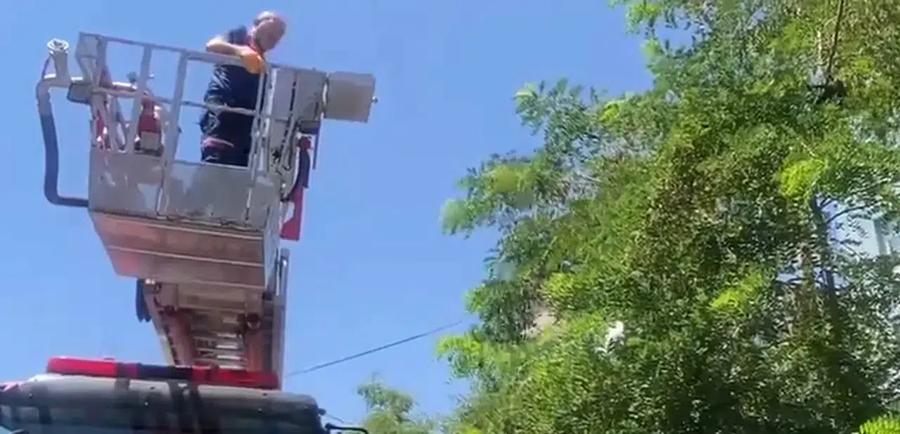 Bitlis'te ağaca takılan kargayı itfaiye ekipleri kurtardı