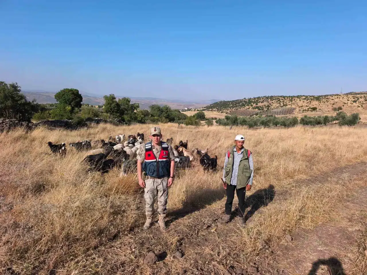Kilis'te kaybolan 50 koyun jandarma operasyonuyla bulundu