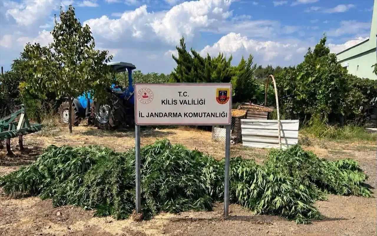 Kilis'te jandarmadan zehir tacirlerine ağır darbe: Tonlarca esrar ele geçirildi
