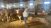 Bayburt'ta hayvancılıkta kritik eşik: 13 köyde şap aşısı tamamlandı