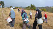 Manisa'nın dağlarından gelen şifa: Kadınların ellerinde ekonomiye dönüşüyor