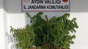 İncirliova'da jandarma baskını: Evini uyuşturucu serasına çevirmiş