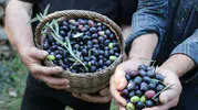 Artvin’in sarp yamaçlarında cambazlık mesaisi: 12 metrelik merdivenlerde Butko hasadı