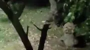 Bahçesindeki elmalara ortak çıktı: Ayı kardeş ayıp olmuyor mu?