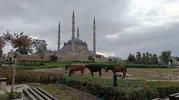 Selimiye Meydanı'nın beklenmedik ziyaretçileri: Tarihi dokuda başıboş at sürprizi