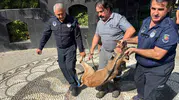 Botanik Park'ta yürek burkan keşif: Nesli tükenmekte olan o canlı kurtarıldı