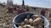 Konya Ovası'nda patates devrimi: Yabancı tohuma veda, yerli üretimle gelen büyük başarı