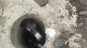 Kuyuya düşen eşeğin imdadına itfaiye yetişti