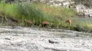 Doğanın sessiz misafirleri objektiflere böyle yansıdı