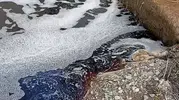 Yalova kıyılarında ürküten görüntü: Deniz aniden kızıla büründü