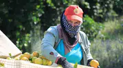 Adana'da mandalina üreticisinin kabusu: Savaş yüzünden dalında kaldı