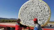 Saruhanlı ovasında beyaz altın bereketi: Hasat sezonu start aldı