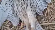 Bahçesinde bulduğu minik misafiri hayata döndürdü