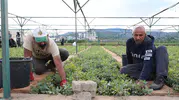 Bingöl'ün yeşil geleceği bu topraklarda filizleniyor: 3 milyonluk dev kapasite