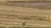 Ardahan'da ürküten anlar: Köy sınırına kadar geldiler