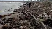 Sakarya Nehri'nin getirdiği odun yığınları Karasu sahilini kapladı