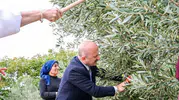 Vali Varol zeytin bahçesinde: Kadın üreticilerin hasat mesaisine katıldı