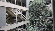 Betonun ortasında saklı bir vaha: 60 yıllık hanın kalbinde meyve veren ağaçlar
