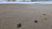 Belek kumsallarında 100 bin minik yürek mavi sularla buluştu: Caretta carettalar için zorlu maraton