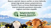 Denizli'deki besiciler için kritik tarih: 480 bin başlık ithalat maratonu başladı