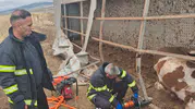 Otoyolda can pazarı: Hayvan yüklü tır şarampole uçtu