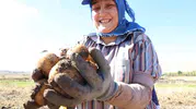 Korkuteli'nde Hasat Edilen Patatesler Tarımda İlaçsız Dönemin Anahtarı Oldu