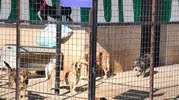 Germencik'te bekleyiş sürüyor: Bir yuva arayan can dostlar için çağrı yapıldı