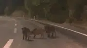 Gece yarısı çevre yolunda beklenmedik misafirler: Sürücü şaşkına döndü