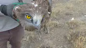 Yol kenarında fark ettiği yaralı yırtıcıyı kaderine terk etmedi