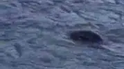 Dicle Nehri'nin sürpriz misafiri: Nadir görülen canlı objektiflere yansıdı