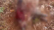 Eskişehir'de çiftçinin korkulu rüyası sona erdi: Tarlaları talan eden domuzlara operasyon