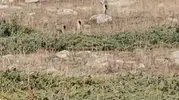 Ardahan yollarında beklenmedik misafirler: Ormanın hayaletleri görüntülendi