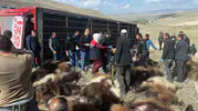 Erzurum'daki virajda can pazarı: 130 küçükbaş hayvanın telef olduğu kazanın perde arkası aralandı