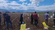 Erzincan topraklarında hummalı çalışma: Kışlık patatesler gün yüzüne çıkıyor