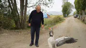 Sürüden dışlanan Junior'ın yeni dünyası: İsmail dedesinin gölgesi oldu