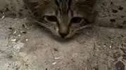 Su giderinde can pazarı: Minik kedi için seferber oldular