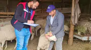 Afyonkarahisar'da küçükbaş hayvancılığın geleceği için kritik saha mesaisi