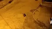 Sarıkamış sokaklarında şaşkına çeviren görüntü: 7 ayı aynı anda mahallede