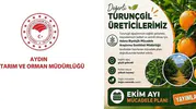 Aydınlı turunçgil üreticisine kritik uyarı: Ekim ayı hasat ve bakım takvimi devrede