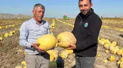 Nevşehir'in altın sarısı hasadı: Coğrafi işaretli çekirdekler tarladan sofraya iniyor