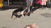 Esenyurt'ta dehşet anları: Yasaklı ırk köpeğin saldırısı mahalleliyi ayağa kaldırdı