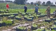 Sakarya'da çamurla imtihan: Üreticiler balçığa gömülen mahsulleri kurtarmak için seferber oldu