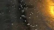 Bingöl'de şaşırtan doğa olayı: Yollar bir anda kurbağalarla doldu