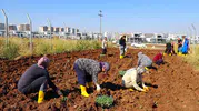 Toprağa dokunan kadınların kolektif gücü: 18 dönümlük alanda kış bereketi