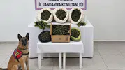 Fesleğen köyünde jandarma baskını: Evden cephanelik ve uyuşturucu çıktı